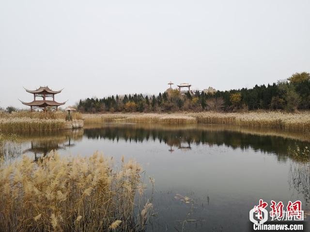 东营市广南水库附近的湿地——沙见龙（摄）