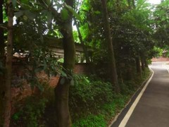 在武汉东湖有座老小区，绵延民房藏在树林里，朴素环境像回到80年代